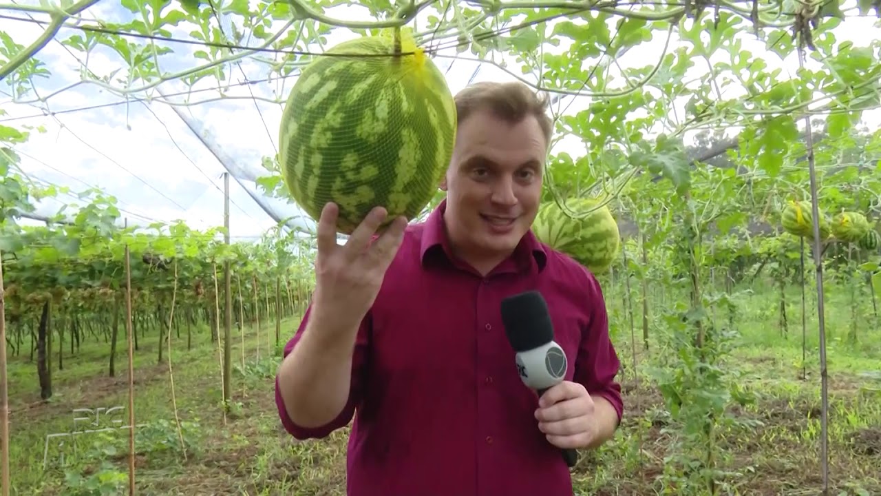 Produtor aposta no plantio vertical de melancia em Toledo