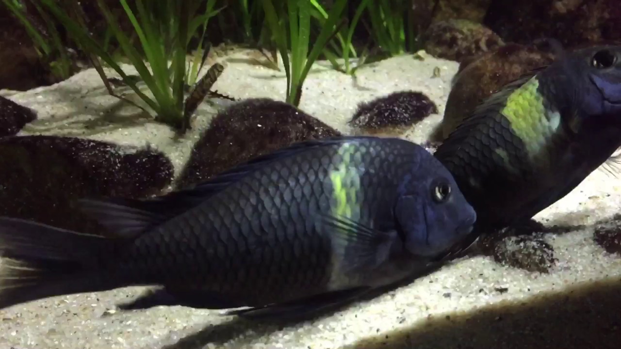 Tropheus duboisi breeding