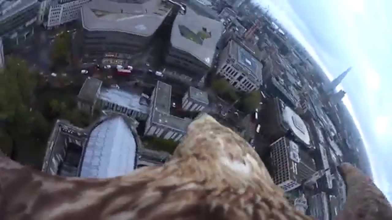 鷹や鷲にカメラを背負わせて撮った映像を集めましたよー