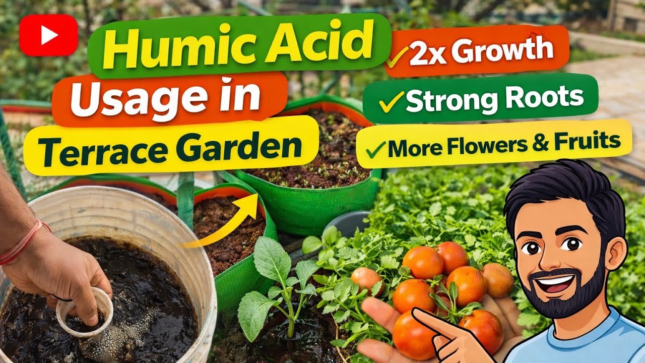 Humic Acid for Plants | Strong Roots, Fast Growth More Vegetables, Flowers & Fruits | Terrace Garden