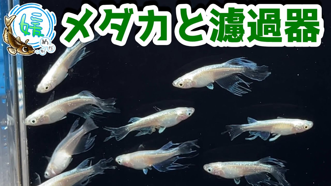 メダカと濾過器～屋外飼育におすすめの濾過器でクリアウォーター飼育～【媛めだか】