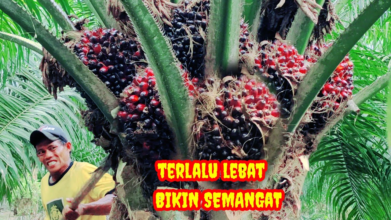 panen sawit super ganteng bebuah muter