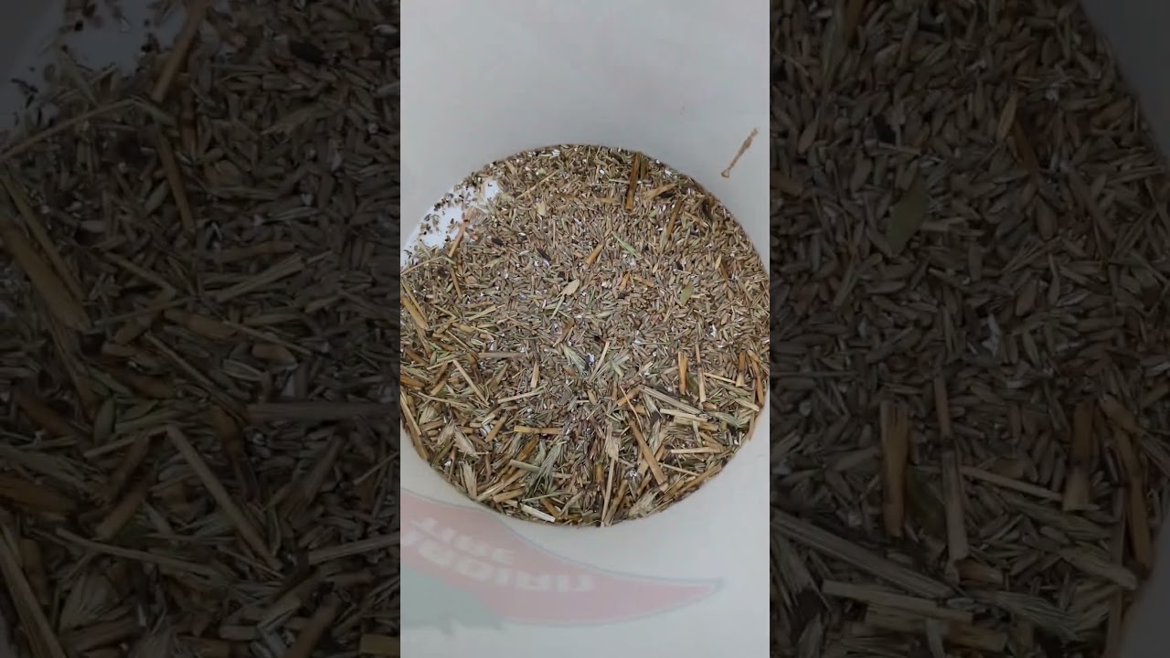 Seigle bio pour engrais verts!! #agriculture #biologique #seigle