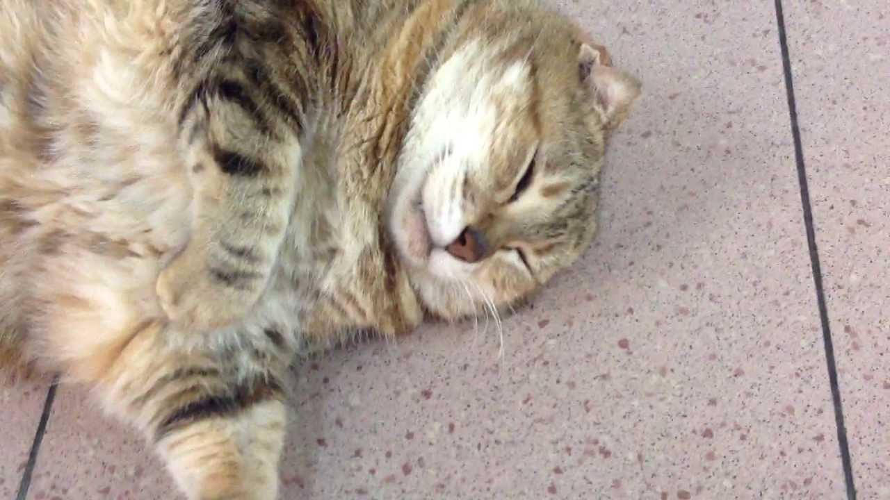 Don't Wake Fat Cats!