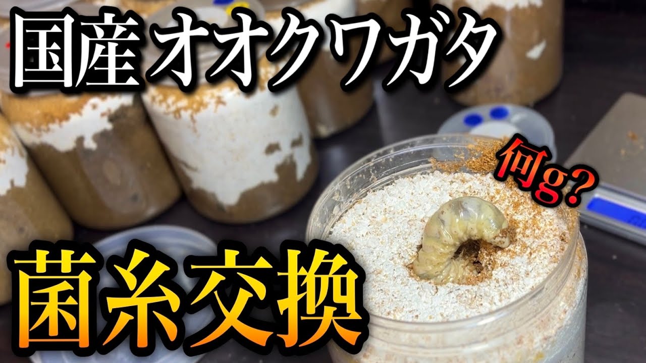 山梨TGオオクワガタの幼虫管理 1本目の菌糸交換と体重測定【クワガタ飼育】