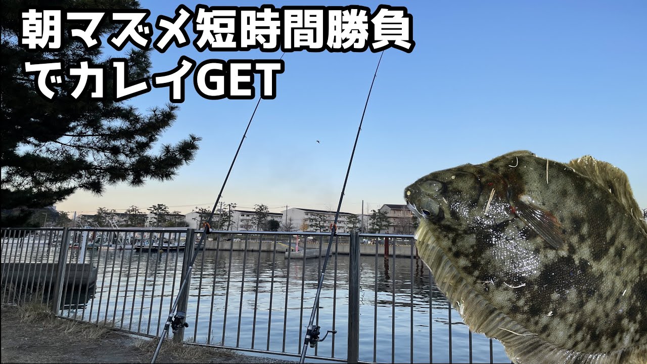 朝マズメ短時間勝負でカレイGET
