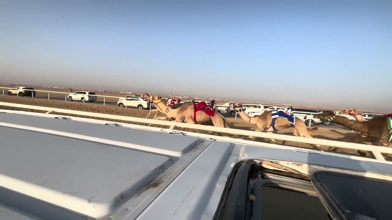 ١٢ ثاير ملك حمد بن راشد الجربوعي