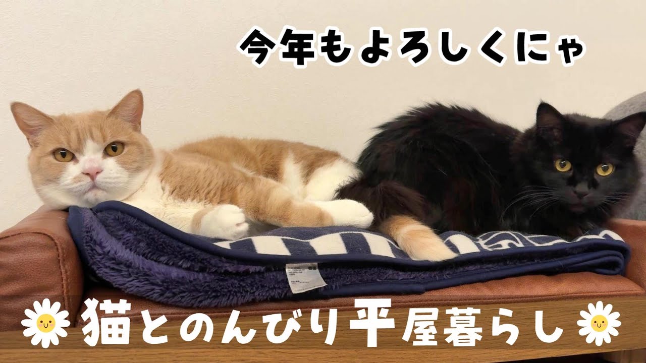 【今年も猫年】こんな一年にしたい!!　