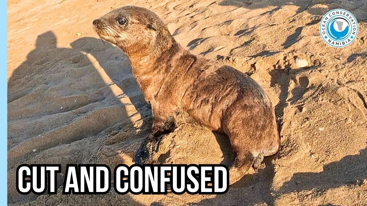 Запутавшаяся в сетях тюлениха была настолько травмирована, что даже не убежала.