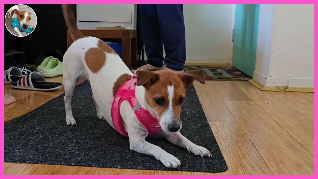 How To Feed A Naughty Puppy🐶| DOGTER COFFEE Jack Russell Terrier [SUB]