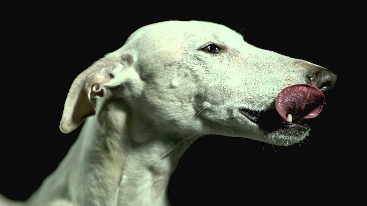 Slow Motion Refuge Sans Collier - Sans Collier ASBL