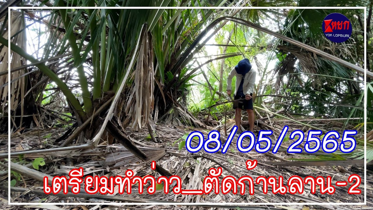 เตรียมทำว่าว ตัดก้านลาน 2(08/05/2565)