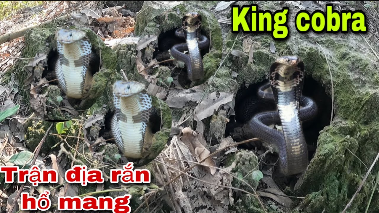 Phát Hiện Trận Địa R/ắ/n H/ổ M/ang Lúc Nhúc Hàng 100 Con | Khôi Tv