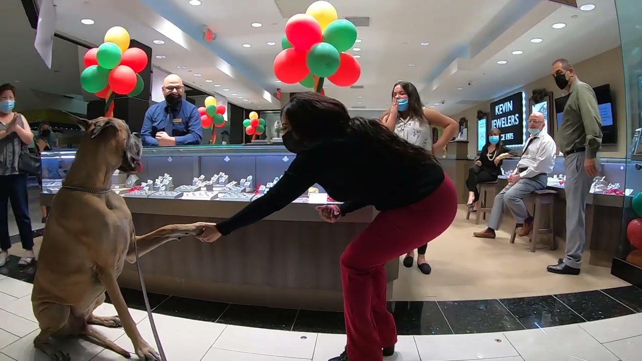 Cash 2.0 Great Dane holiday season at the mall 2