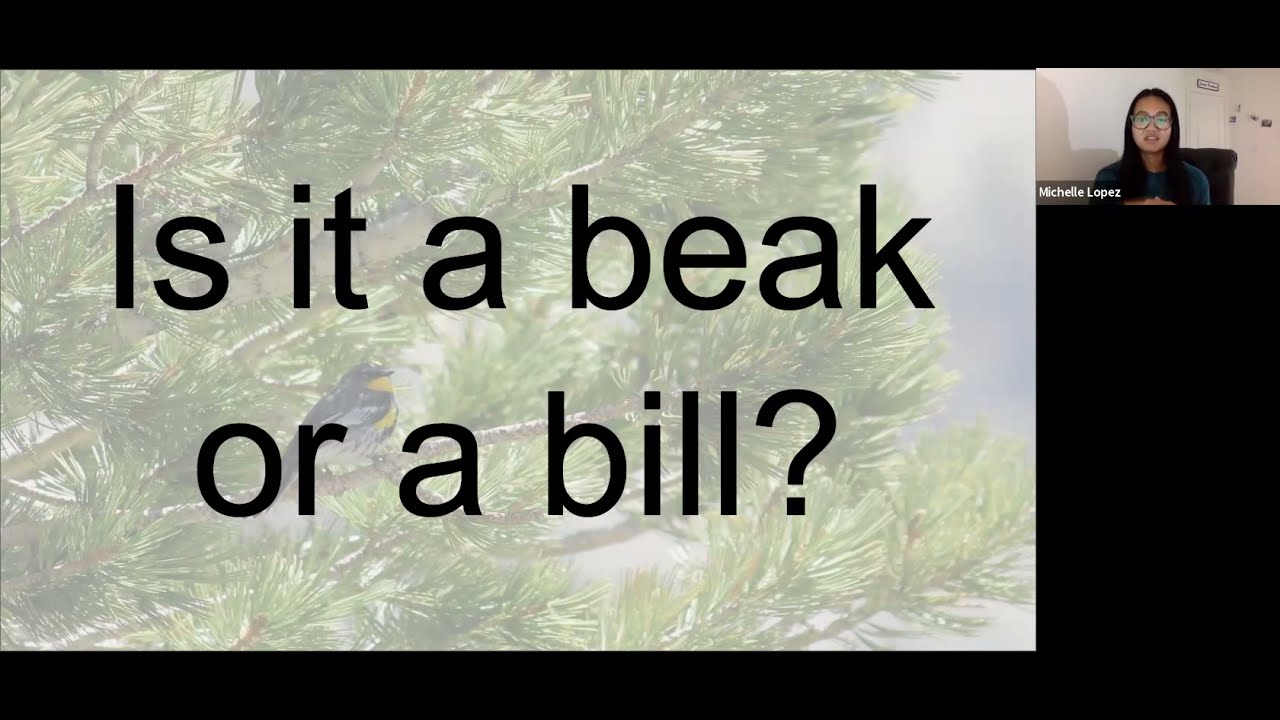 Birding Series - Bird Beaks