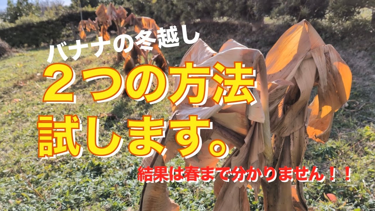 2025バナナ冬越しの仕方