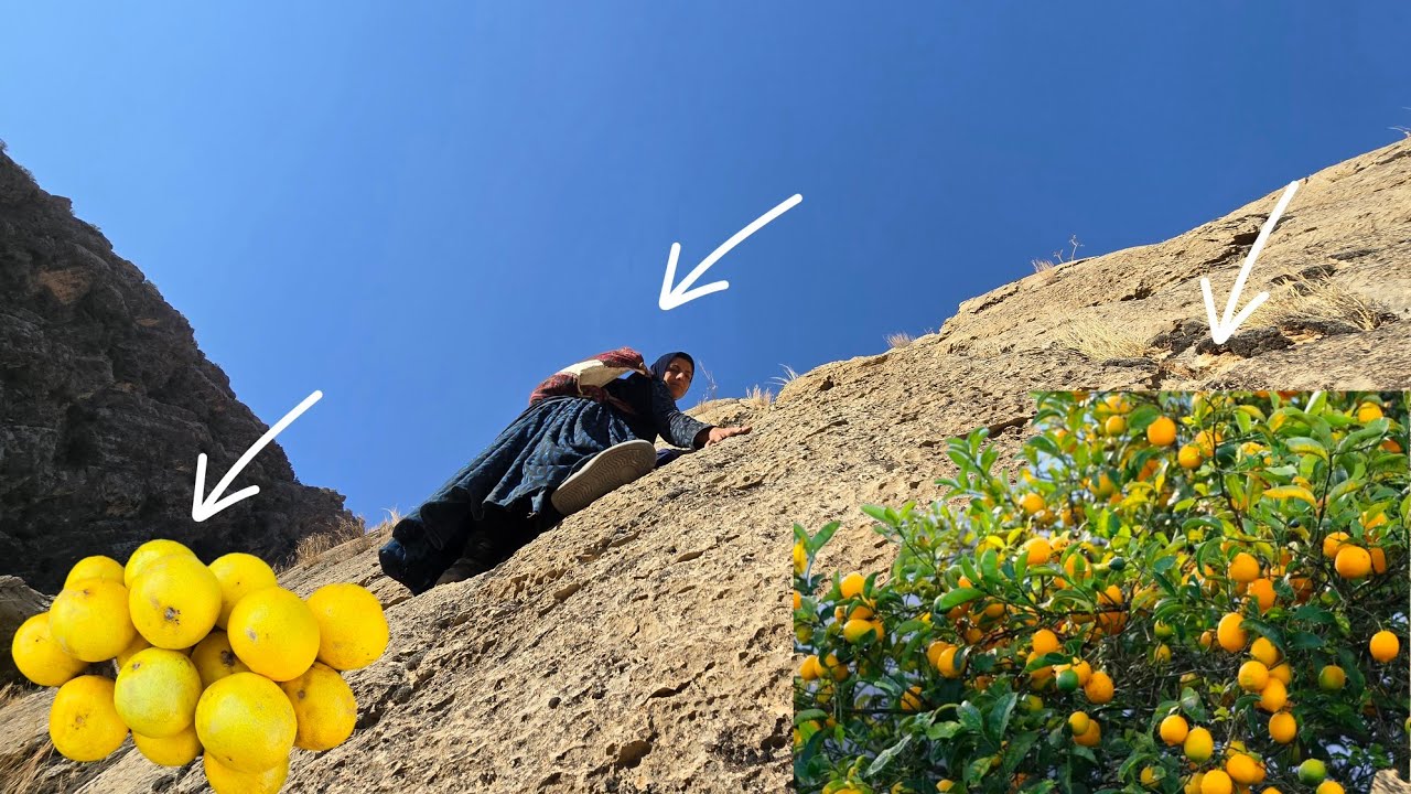 Esmat picking mountain lemons in the Zagros Mountains 🍋🏔️