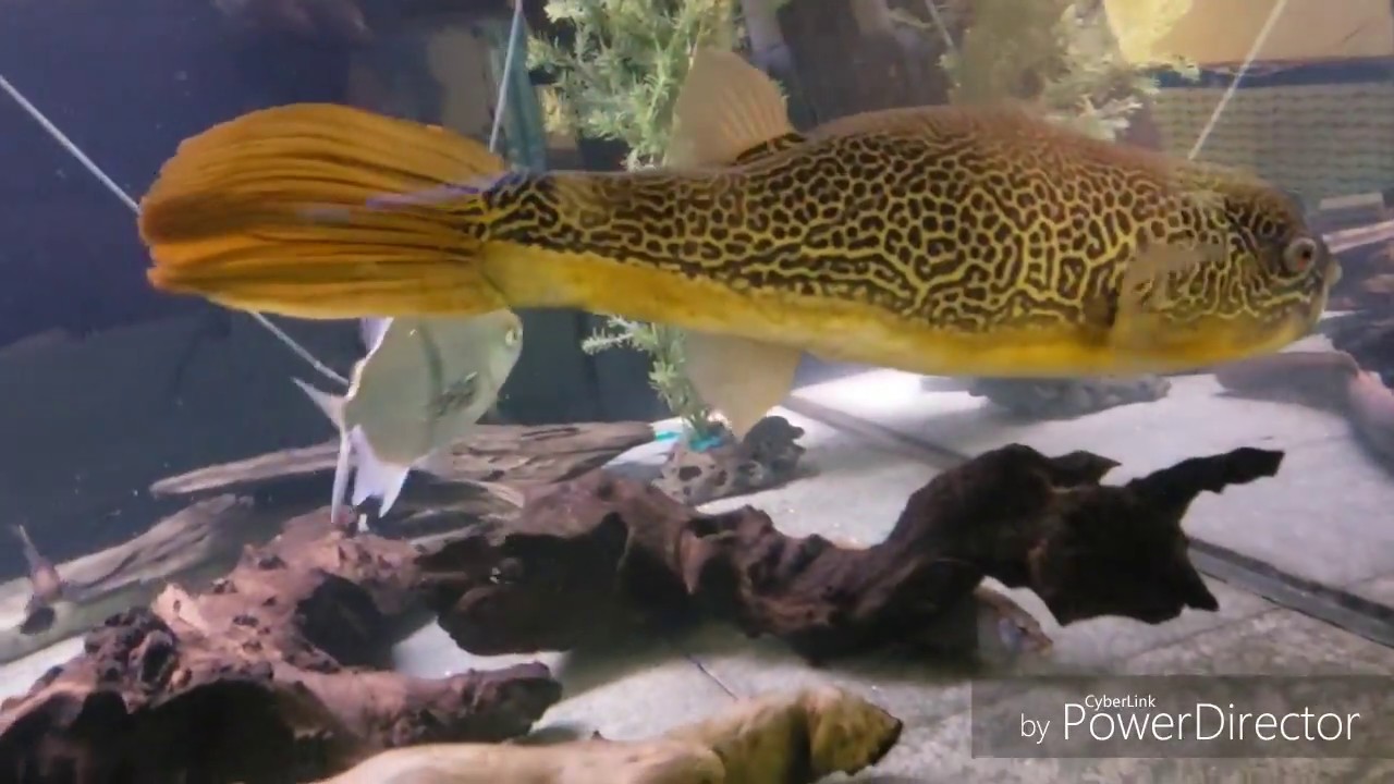 Ohio Fish Rescue New 24