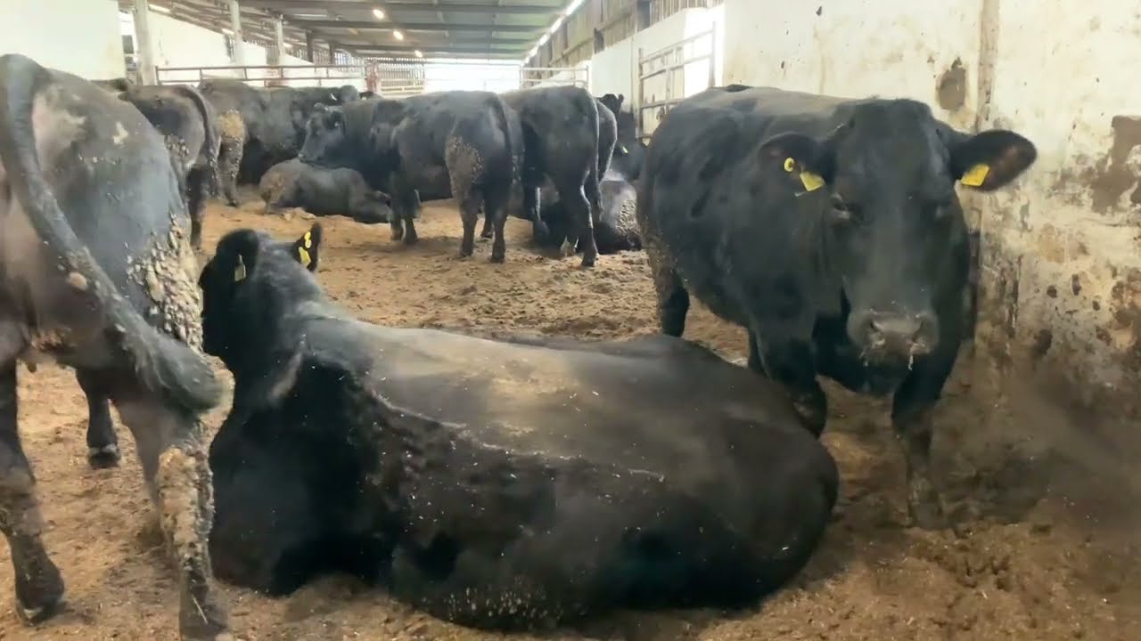 Jalex Black Spring Calving Heifers 2022