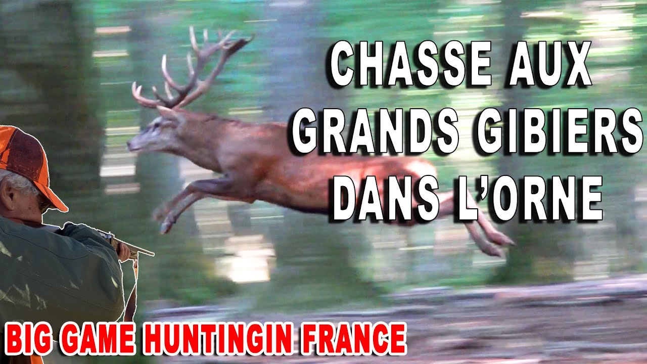 Battue aux sangliers et cervid&eacute;s - Chasse en for&ecirc;t de l'Orne #1