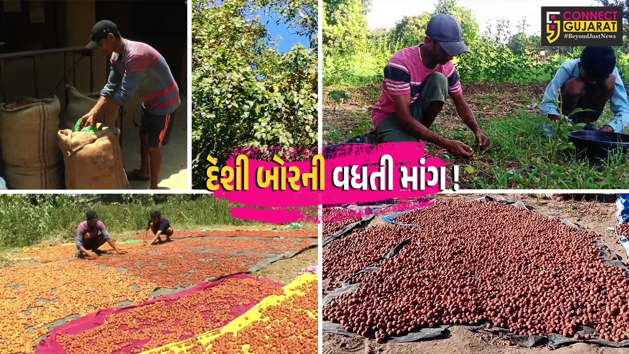 અંકલેશ્વર નર્મદા કાંઠે દેશી બોર ખેડૂતોને ફાયદાકારક, બિસ્કીટ ફ્લેવરમાં ઉપયોગ