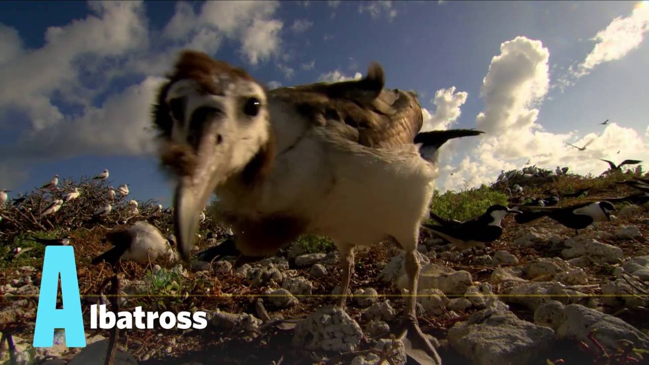 Animal Alphabet | Nat Geo WILD KiDS
