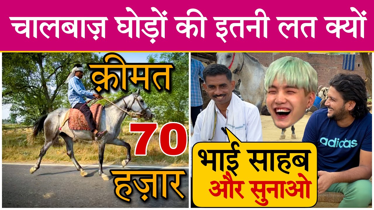 उत्तरप्रदेश के भिंडोरा गाँव में इस घोड़ी का जलवा है निराला मालिक है मतवाला_Gaon Connection