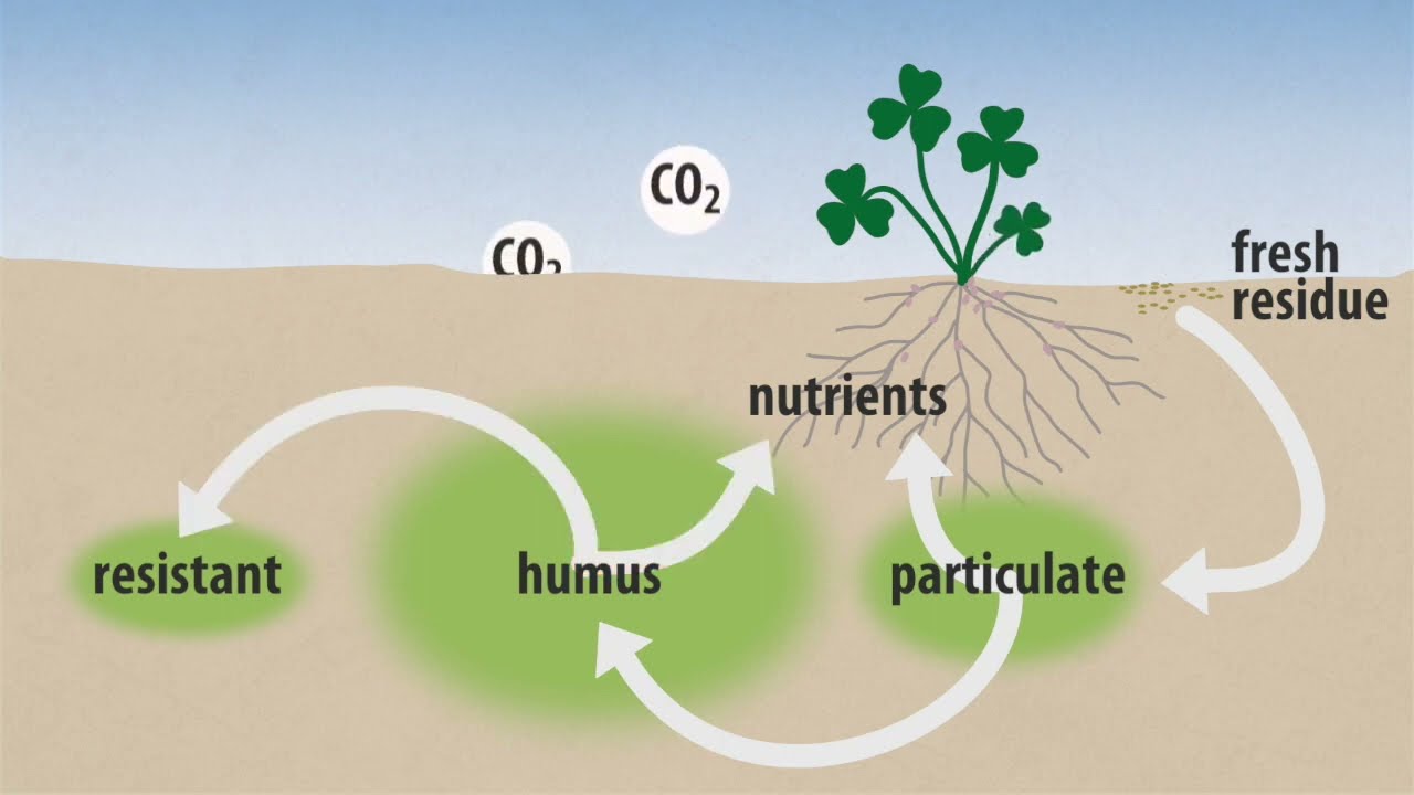 Cycling of soil organic matter