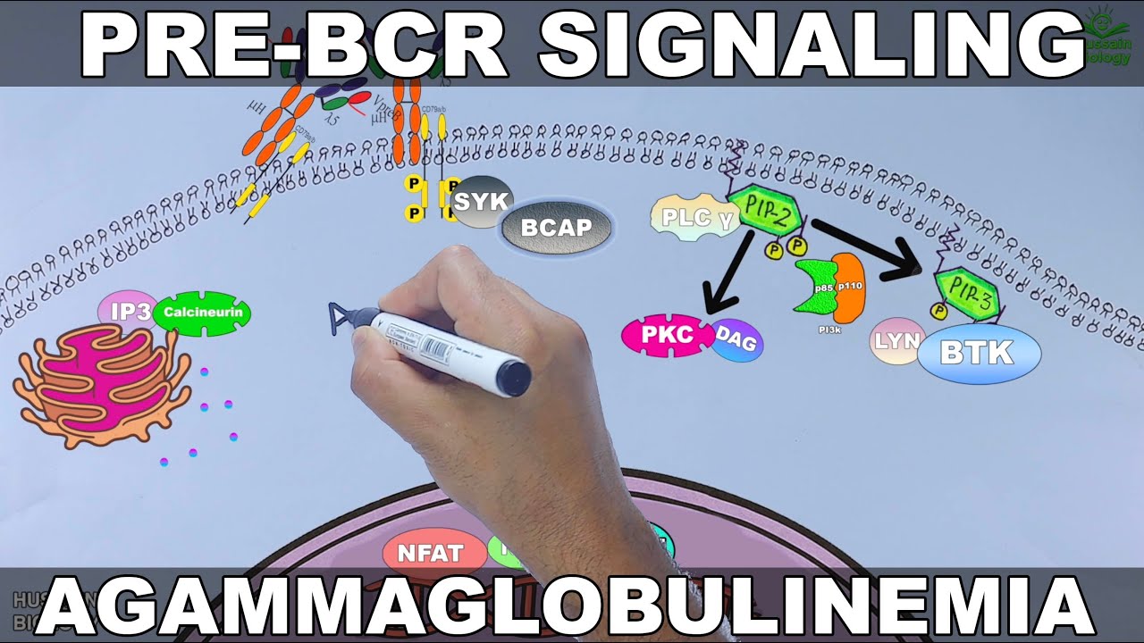 Pre-BCR Signaling Pathway | Agammaglobulinemia