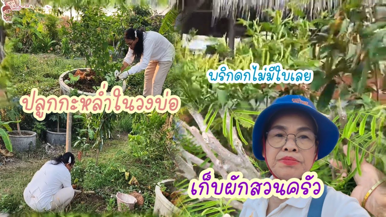 เก็บผักสวนครัวรั้วกินได้ ปลูกคะน้ากระถางข้างครัว