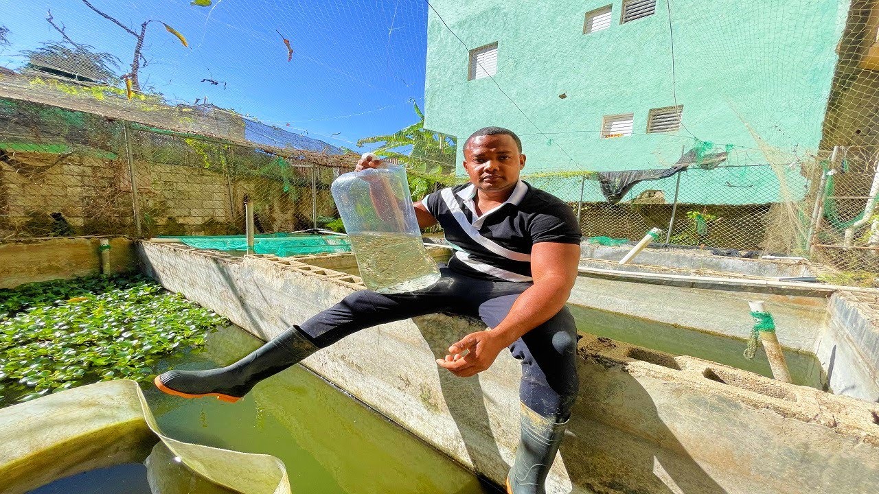 quieres tener muchos peces guppys este es el secreto