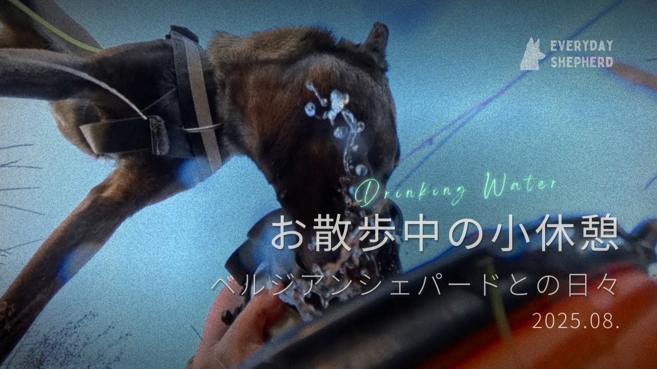 ベルジアンシェパード・マリノアの翡翠が水を飲む in Summer 