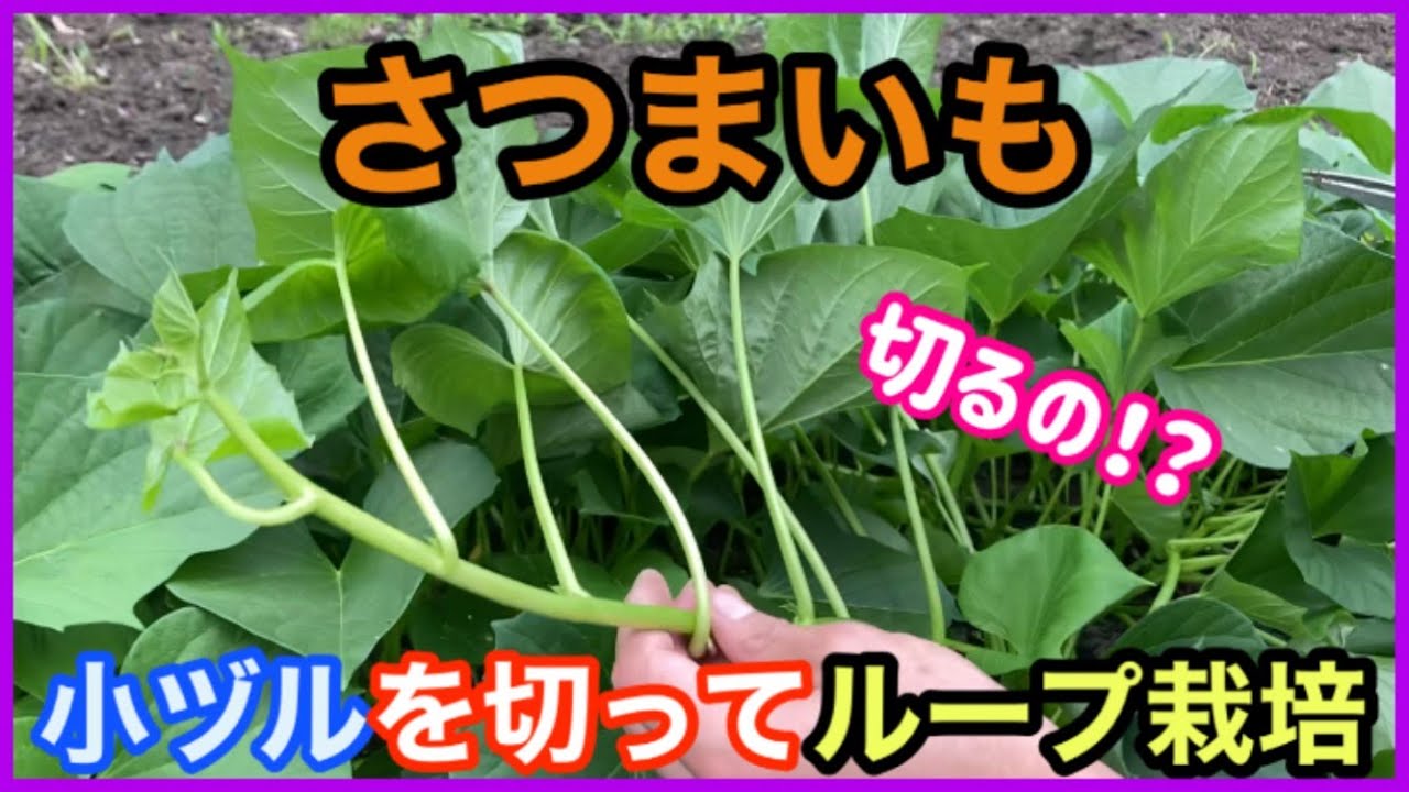 【さつまいも】１つの苗からたくさん苗を増やすやり方！　How to increase sweet potato seedlings