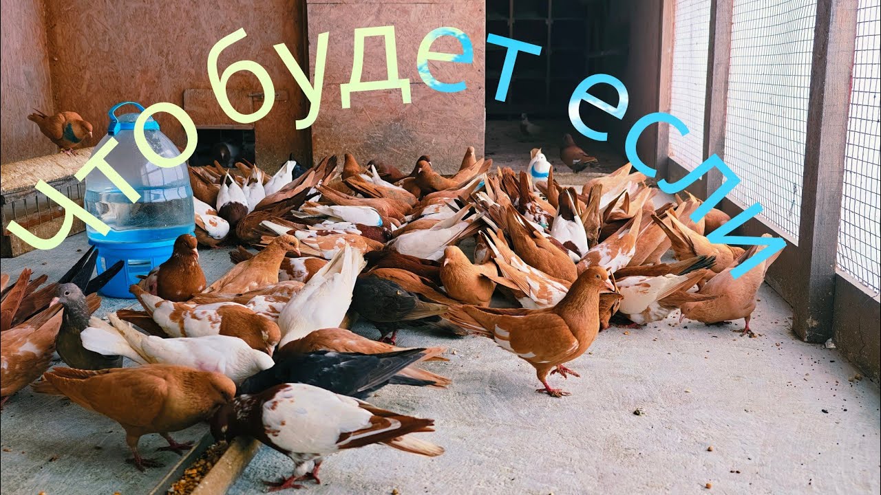 Новые голуби первый выпуск на улицу