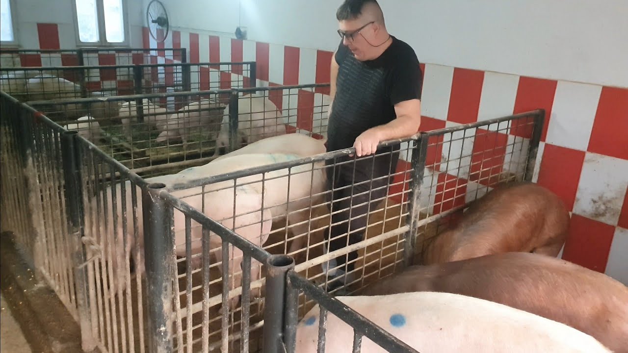 ‼️REȚETĂ FURAJARE PORCI‼️  CE TREBUIE SĂ AI IN VEDERE‼️, ATUNCI CÂND CREȘTI PORCI‼️