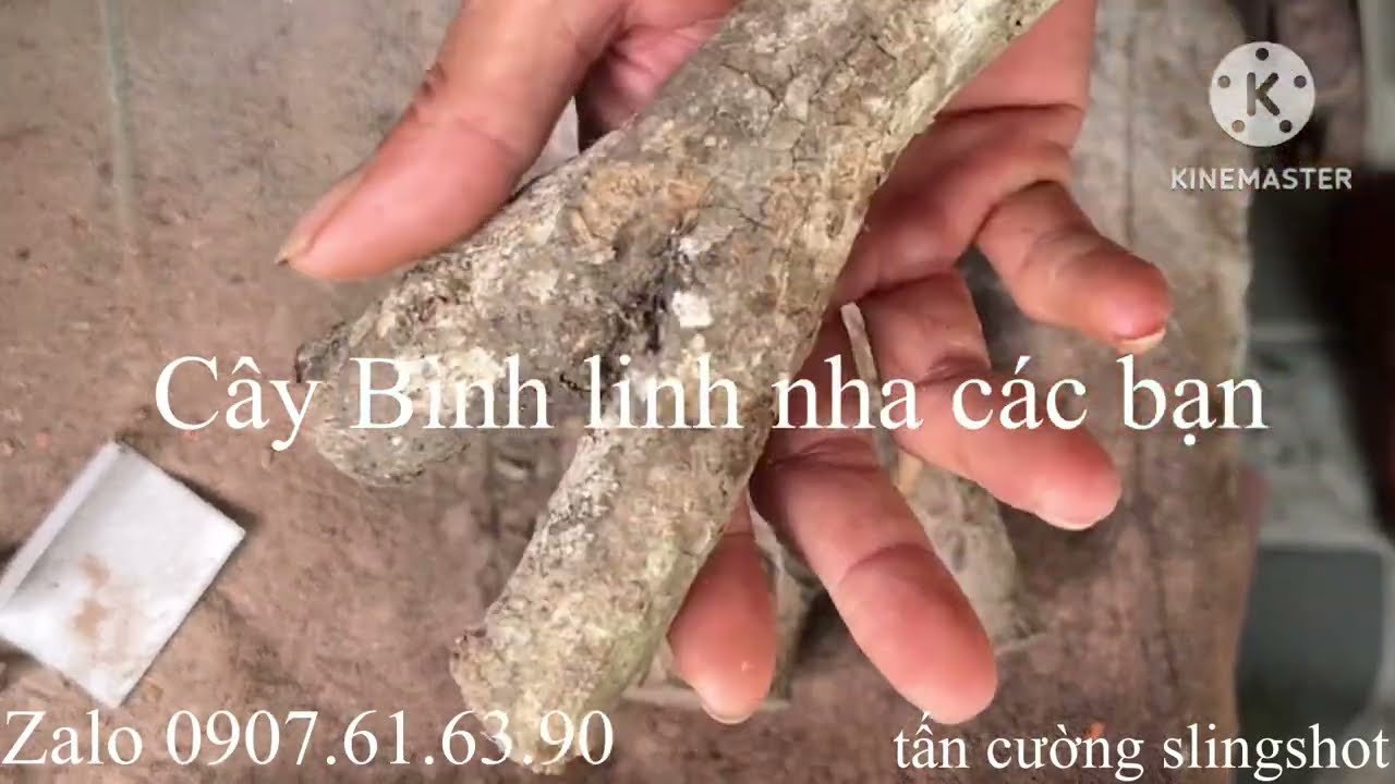 Дерево Leucaena leucocephala, 27 ноября 2025 г., самодельная рогатка /tancuongslingshot/