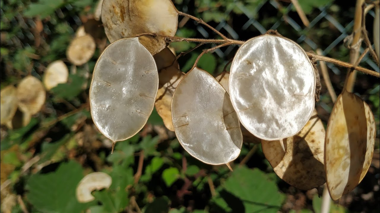 Silver Dollar / Chinese Money Fruit (Lunaria annua)