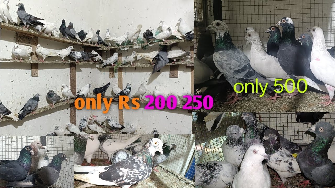 27 November  95482 67795 Punjabi madrasi kabutar only Rs 200 250