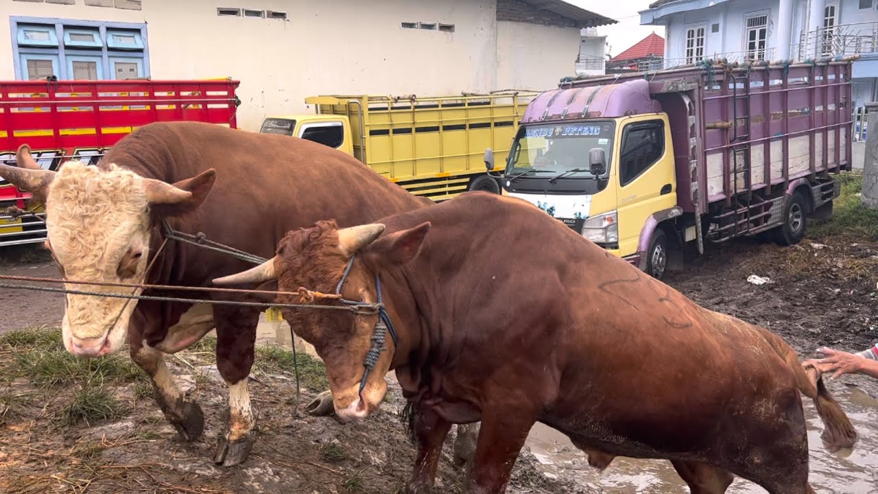 ROMBONGAN SAPI NAIK TRUK OLENG ‼️🔥🔥🔥