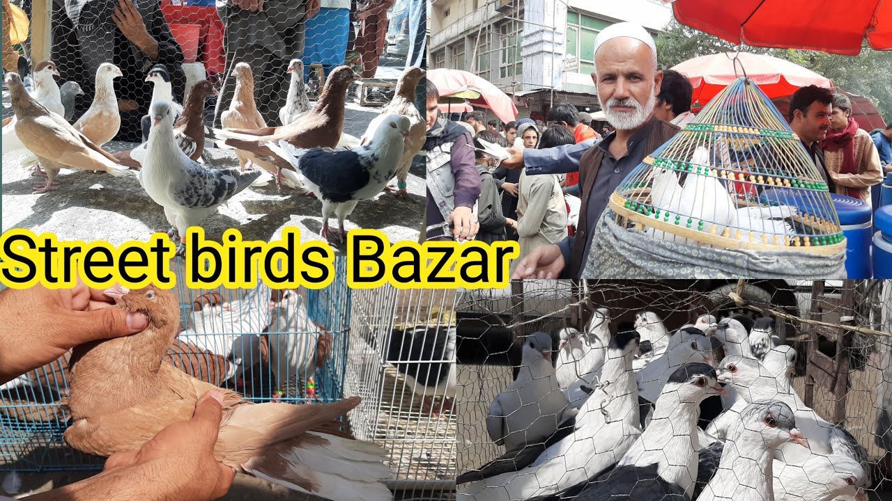 Street Pigeons Bazar Kabul جمعه بازار کوچه کاه فروشی || Kabul Afghanistan ||