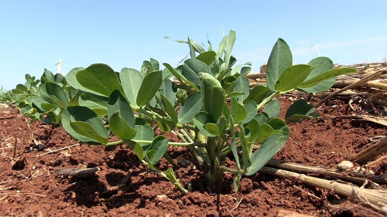 A retomada do cultivo de amendoim em Tupãssi (PR)