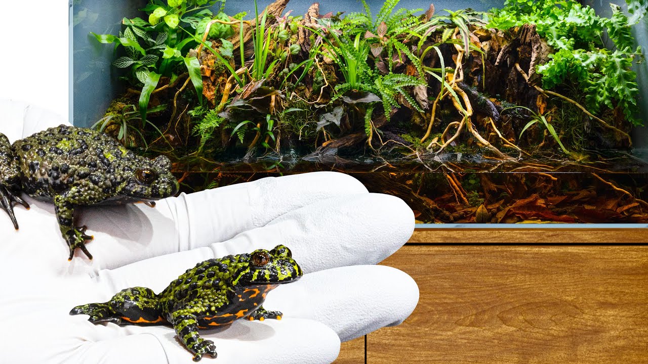 I Made a Lush Jungle Oasis: Fire-Bellied Toad Paludarium