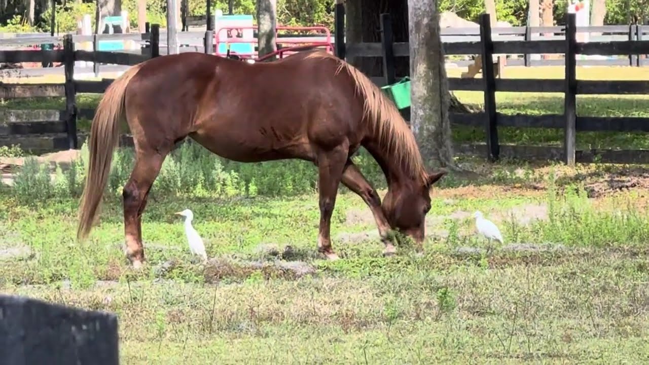 Friends, Forage and Freedom