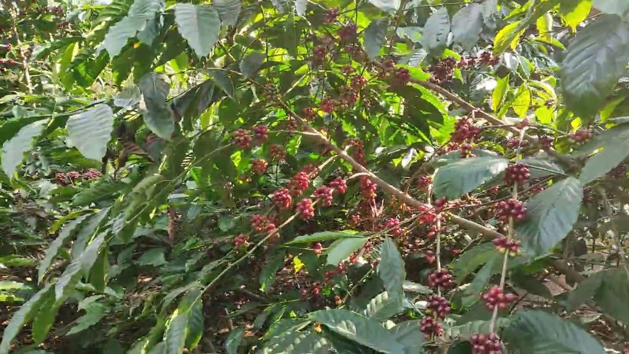 Gandureke Coffee- Yield & Canopy