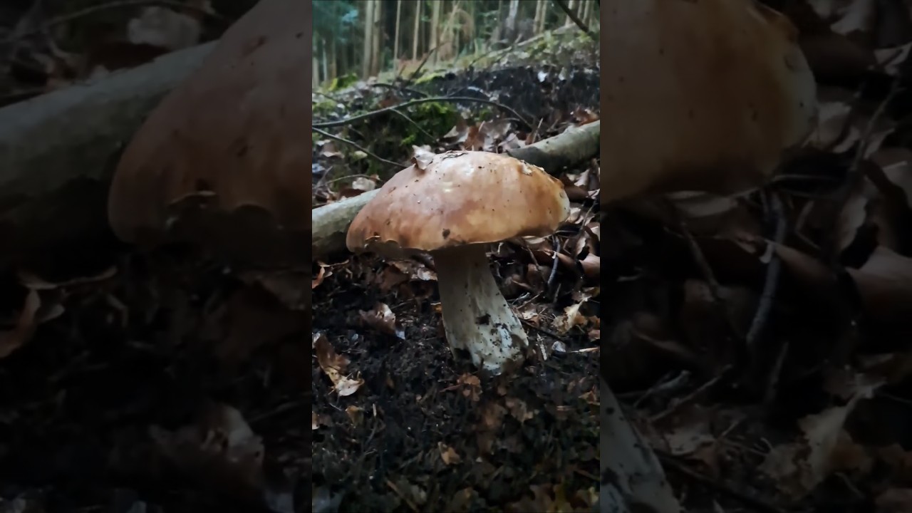 Den könnt ihr essen Steinpilz 