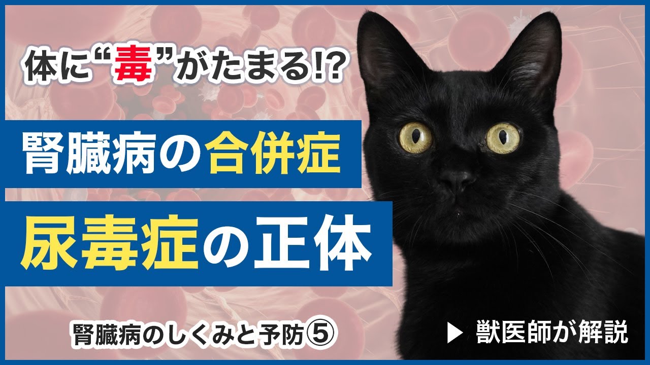 猫の腎臓病が進行するとどうなる？合併症「尿毒症」を獣医師が詳しく解説