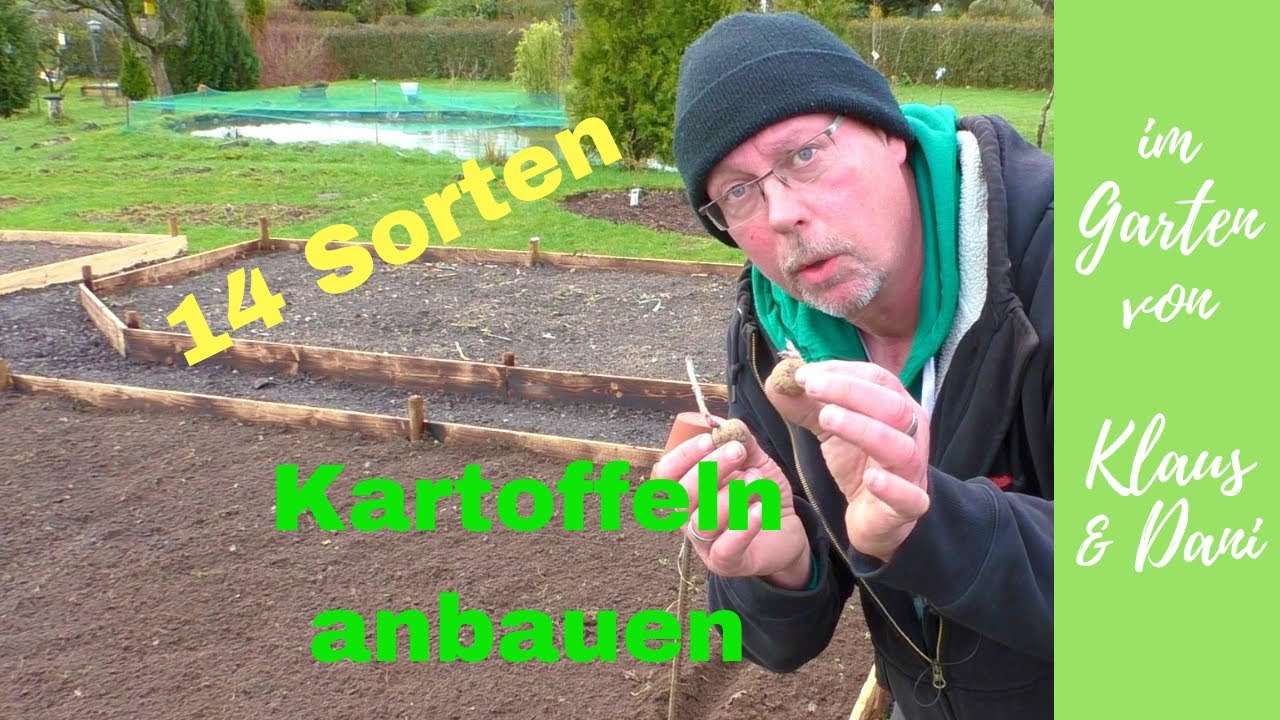 Kartoffeln im Garten anbauen