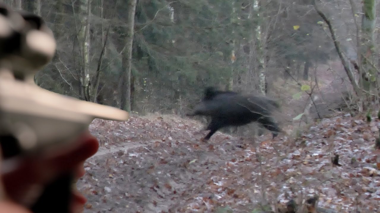 Sauen rollieren auf der Schneise - Dr&uuml;ckjagd in Polen