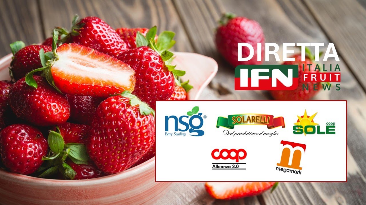 Le fragole sotto la lente di Italiafruit News