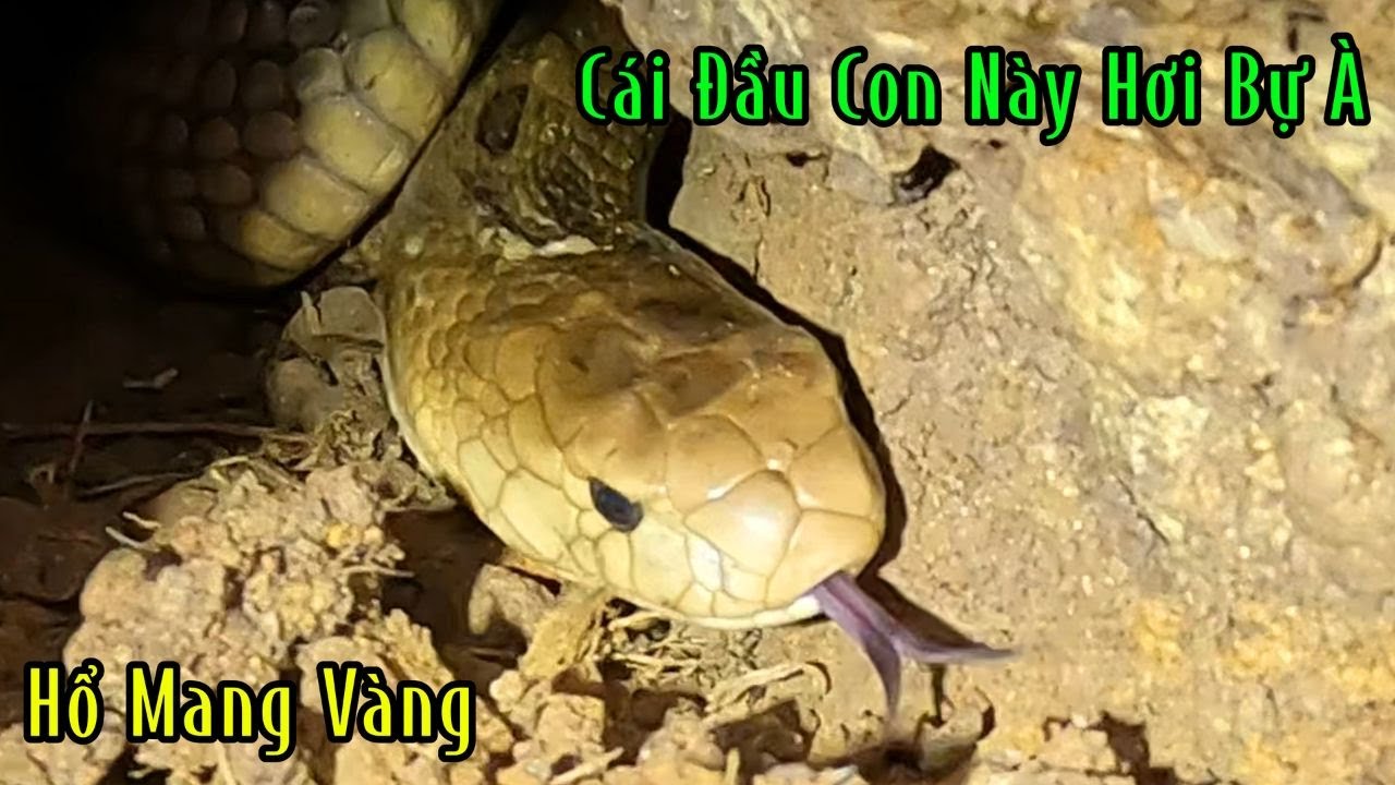 Đúng Là Con Hổ Mang Cái Đầu Nó To Kinh Thiệt | Mười Thương Săn Bắt